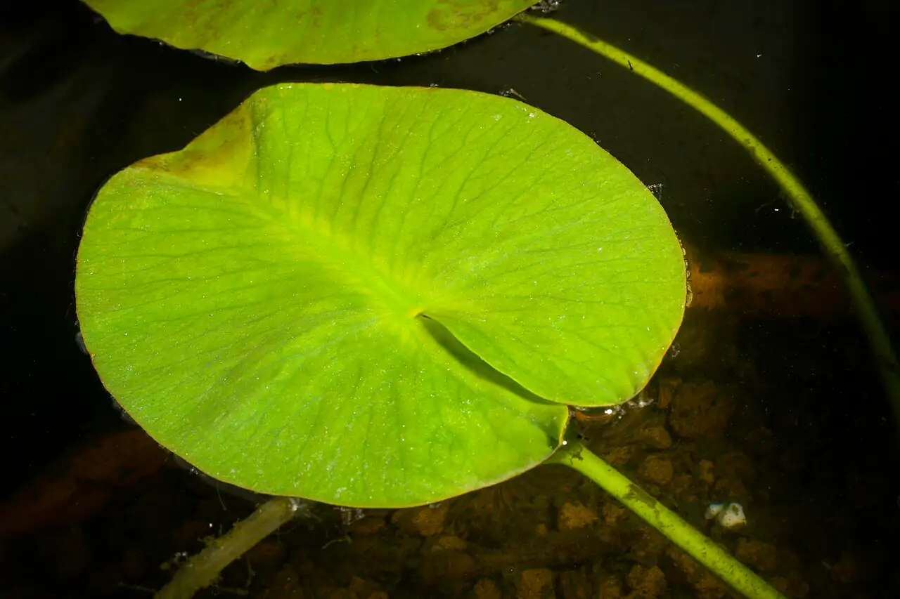 萍蓬草 (Nuphar pumila) — 细节