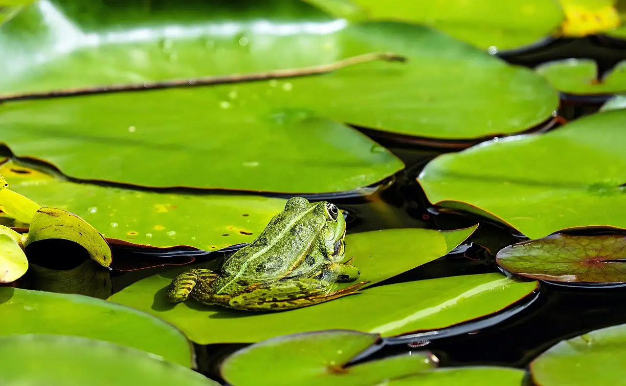 萍蓬草 (Nuphar pumila) — 特写