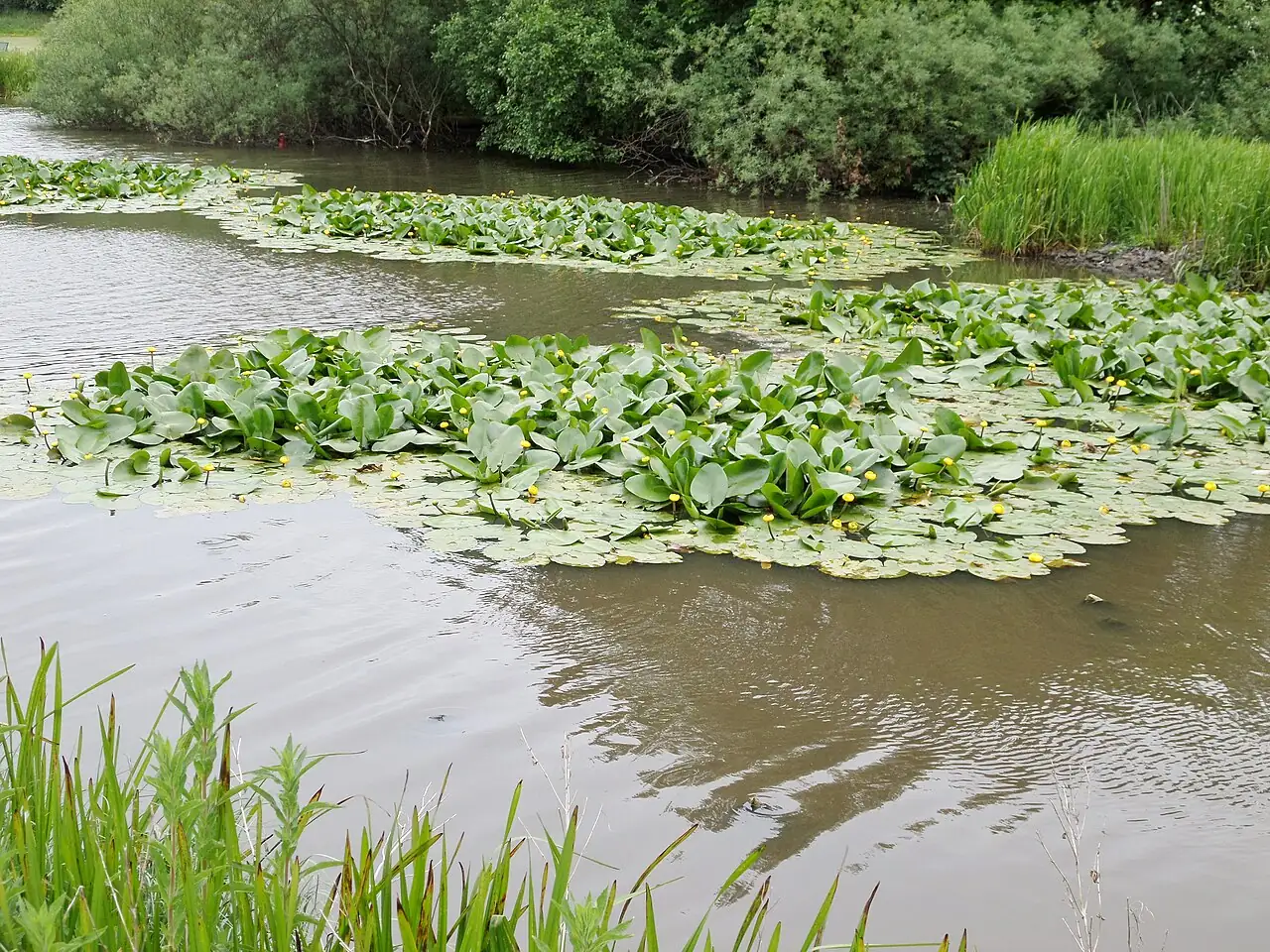 萍蓬草 (Nuphar pumila) — 环境展示
