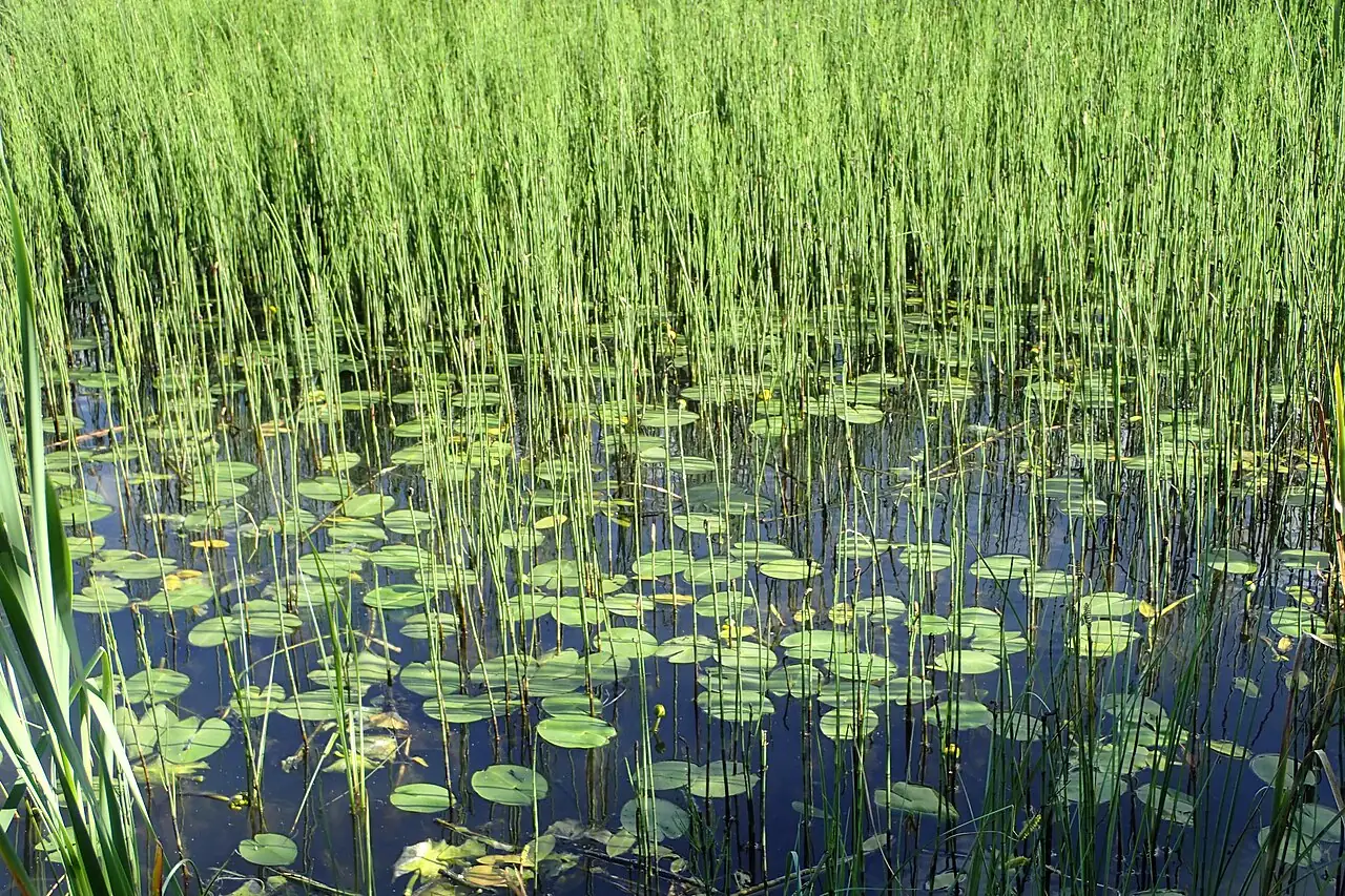 萍蓬草 (Nuphar pumila) — 更多视角