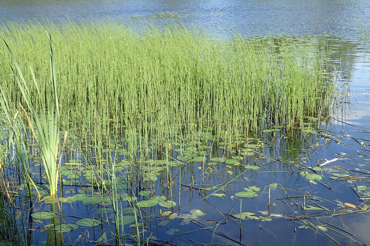 萍蓬草 (Nuphar pumila) — 更多视角