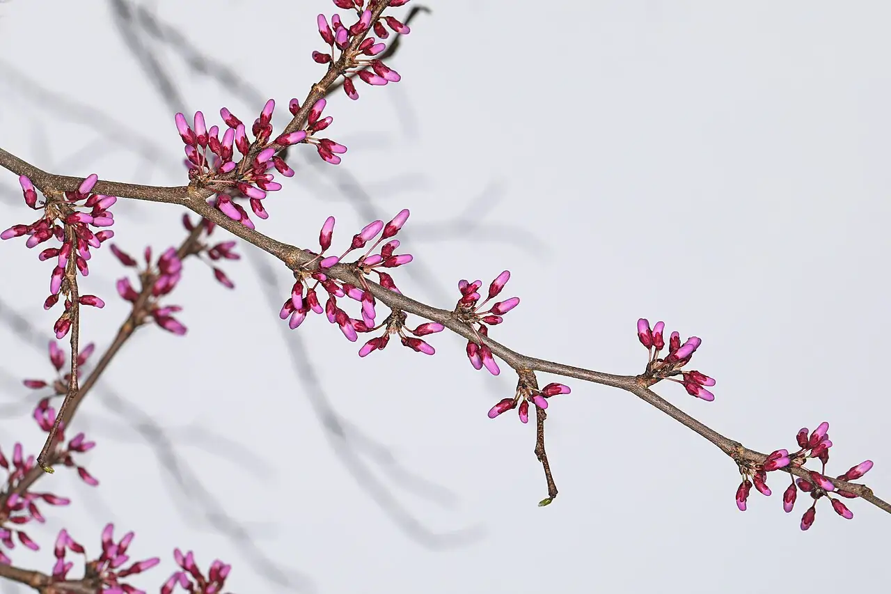 加拿大紫荆 (Cercis canadensis) — 更多视角