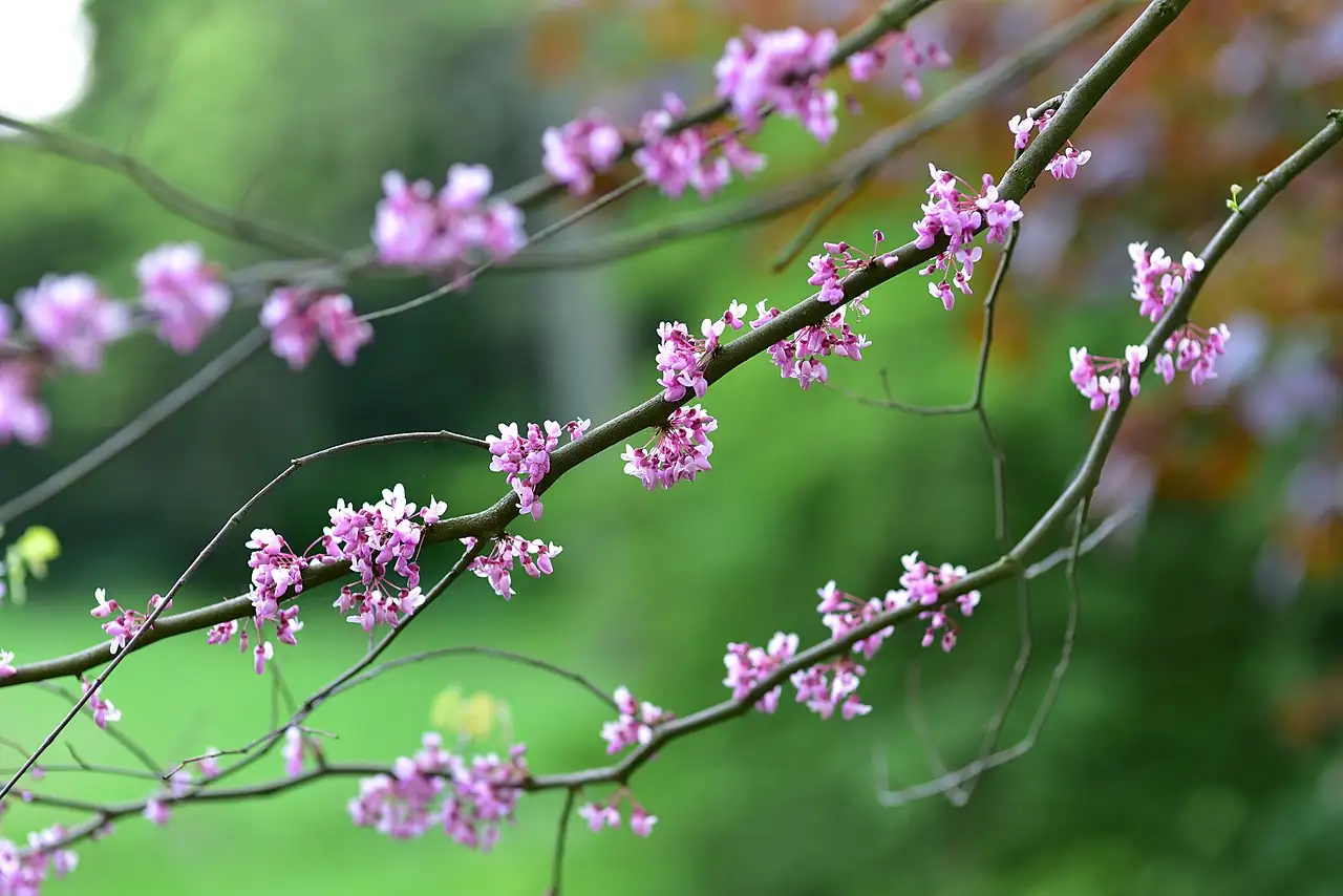 加拿大紫荆 (Cercis canadensis) — 环境展示