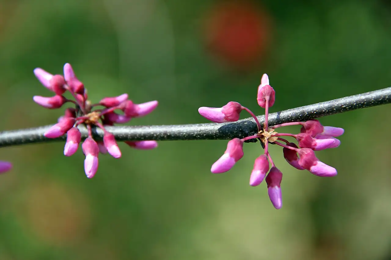 加拿大紫荆 (Cercis canadensis) — 特写