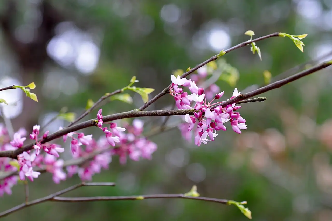 加拿大紫荆 (Cercis canadensis) — 更多视角