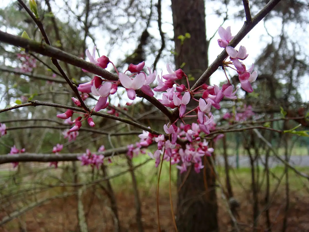 加拿大紫荆 (Cercis canadensis) — 细节