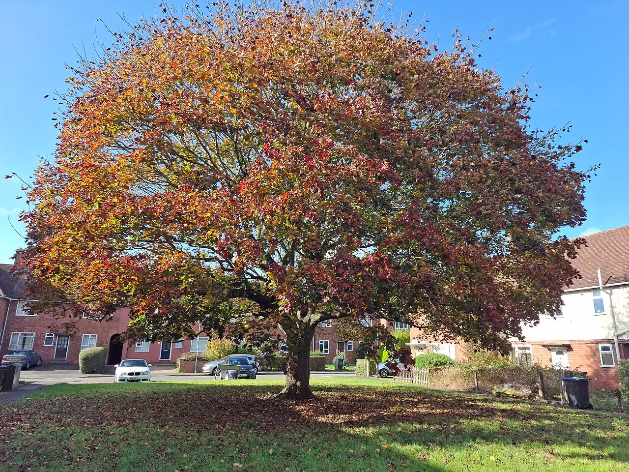 糖槭 (Acer saccharum) — 环境展示