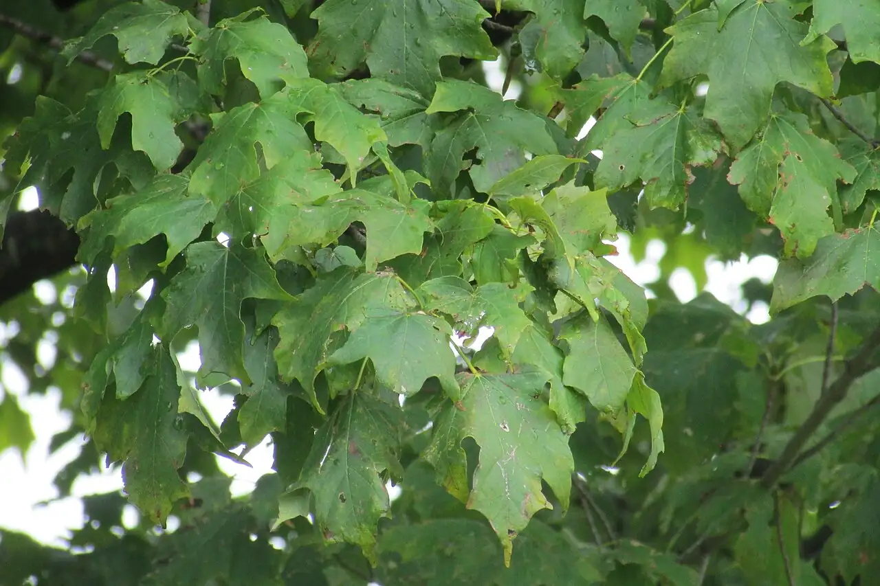 糖槭 (Acer saccharum) — 更多视角