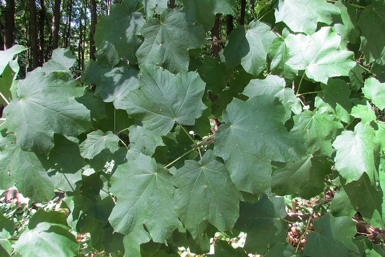 糖槭 (Acer saccharum) — 更多视角