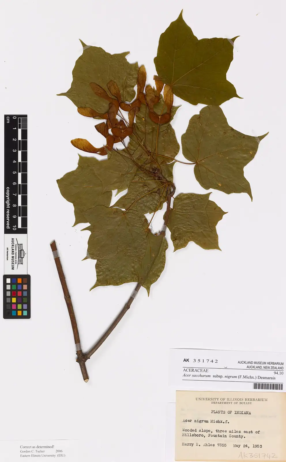 糖槭 (Acer saccharum) — 更多视角