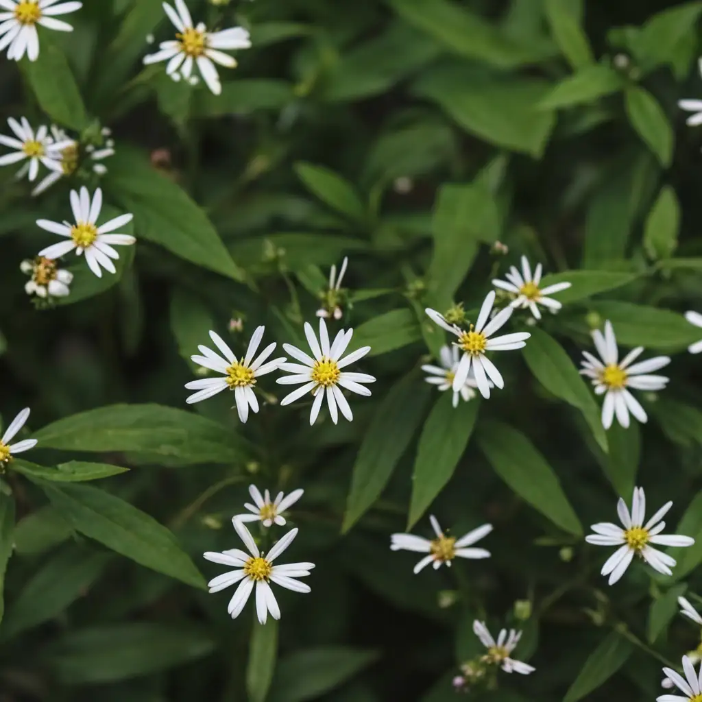 马兰 (Kalimeris indica) — 细节