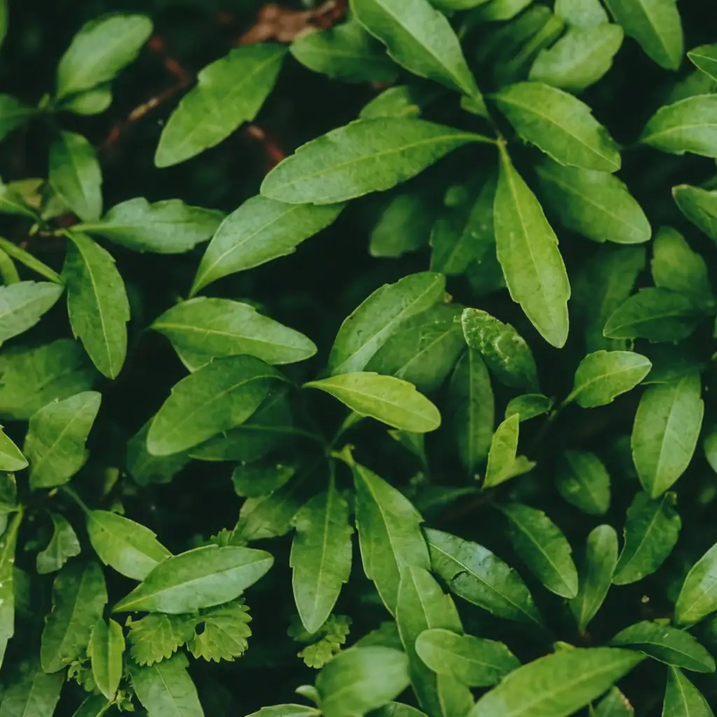 马兰 (Kalimeris indica) — 特写