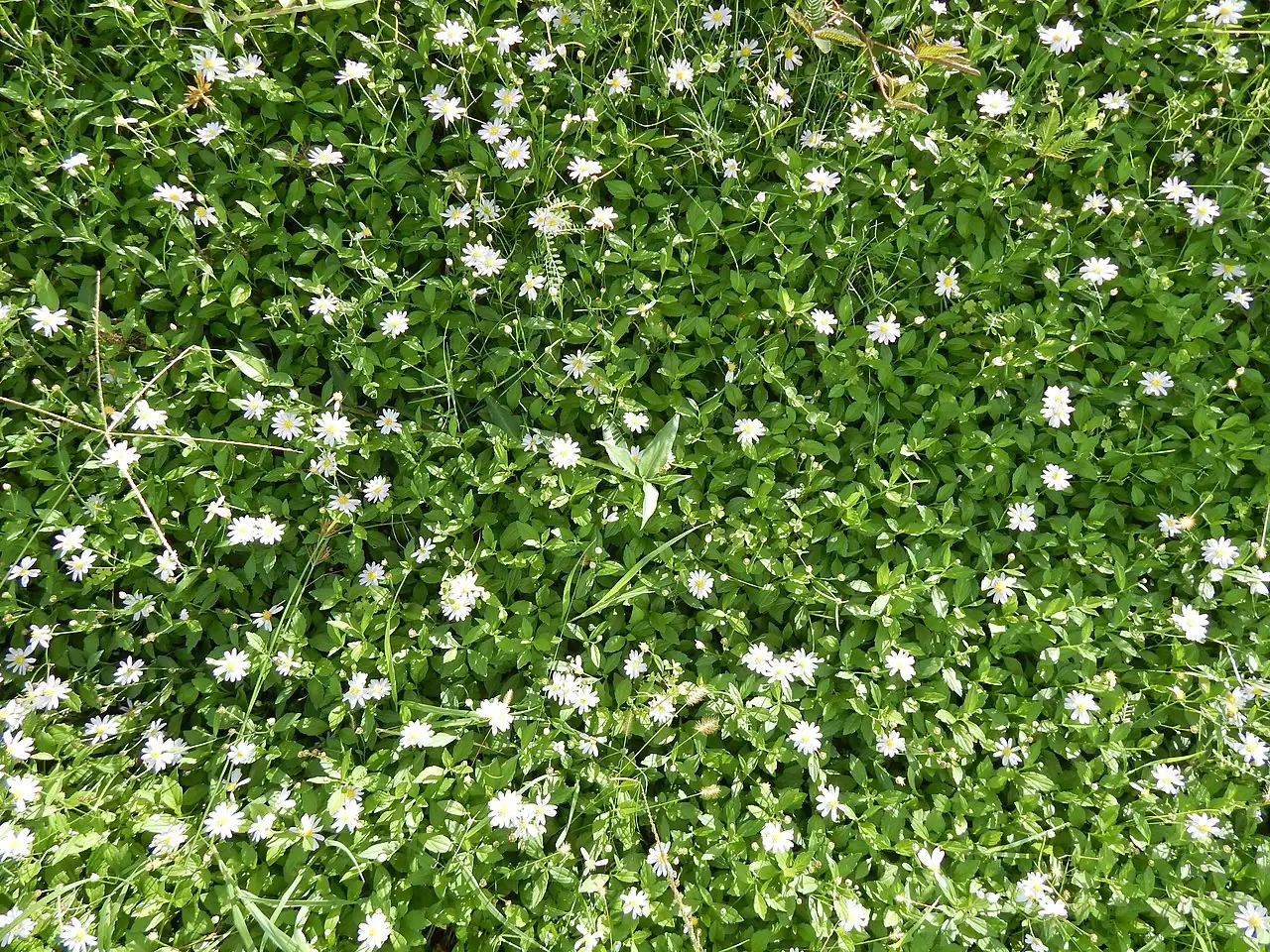 马兰 (Kalimeris indica) — 更多视角