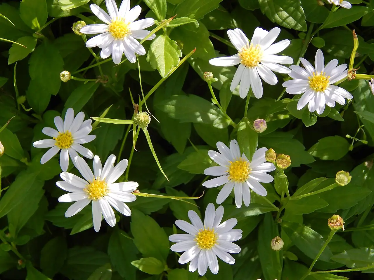 马兰 (Kalimeris indica) — 更多视角
