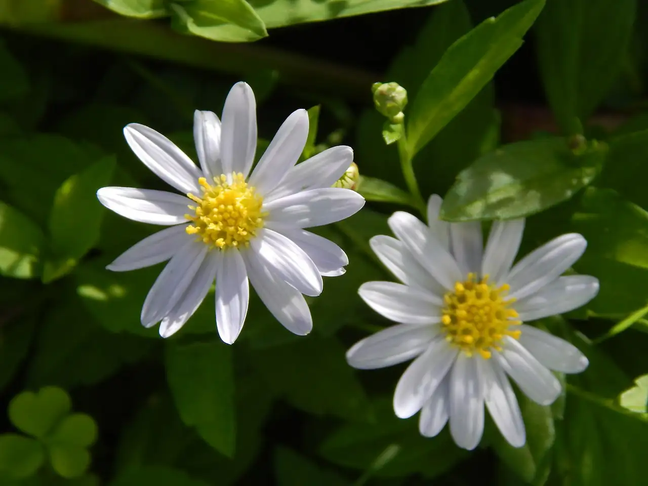 马兰 (Kalimeris indica) — 主图