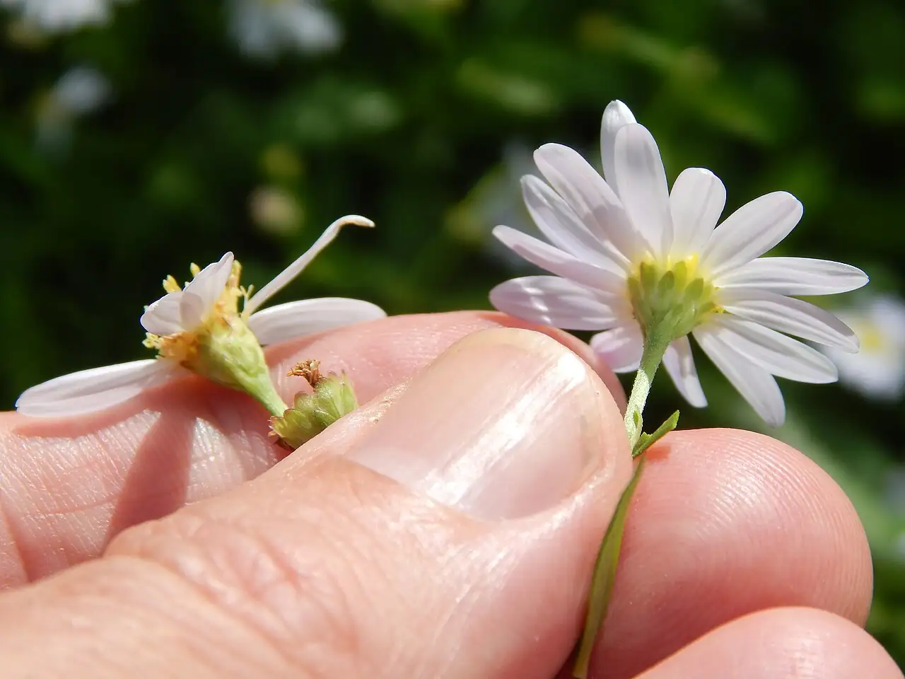 马兰 (Kalimeris indica) — 更多视角