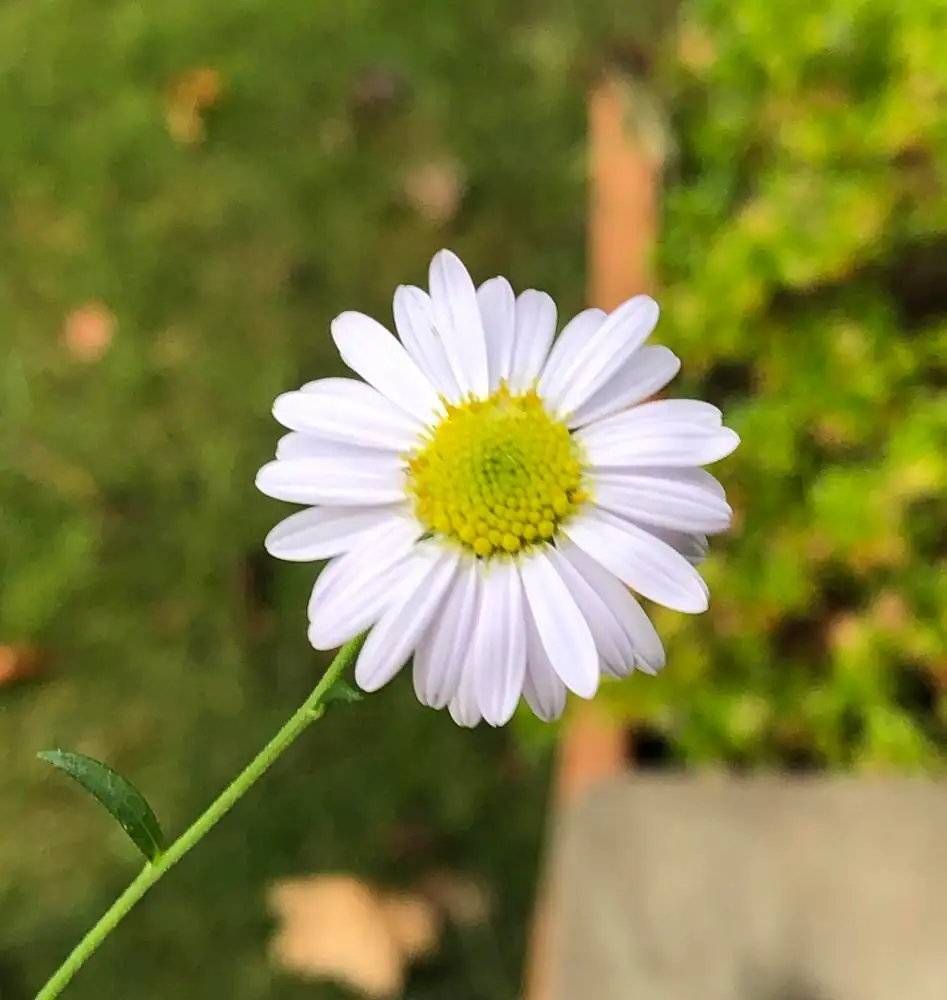 马兰 (Kalimeris indica) — 环境展示