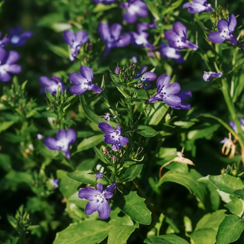山梗菜 (Lobelia sessilifolia) — 主图
