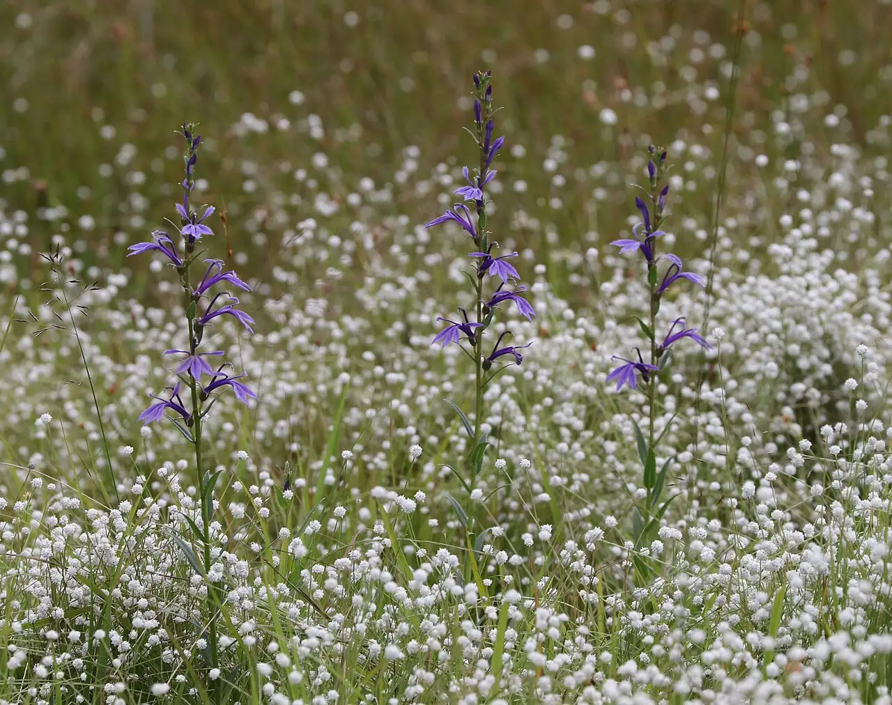 山梗菜 (Lobelia sessilifolia) — 细节