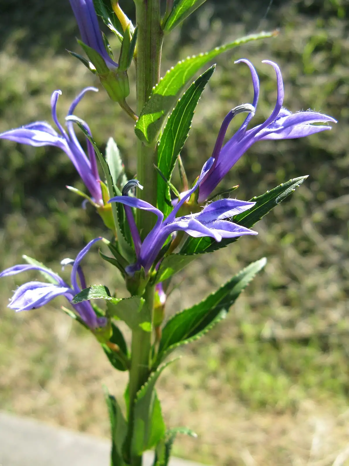 山梗菜 (Lobelia sessilifolia) — 特写