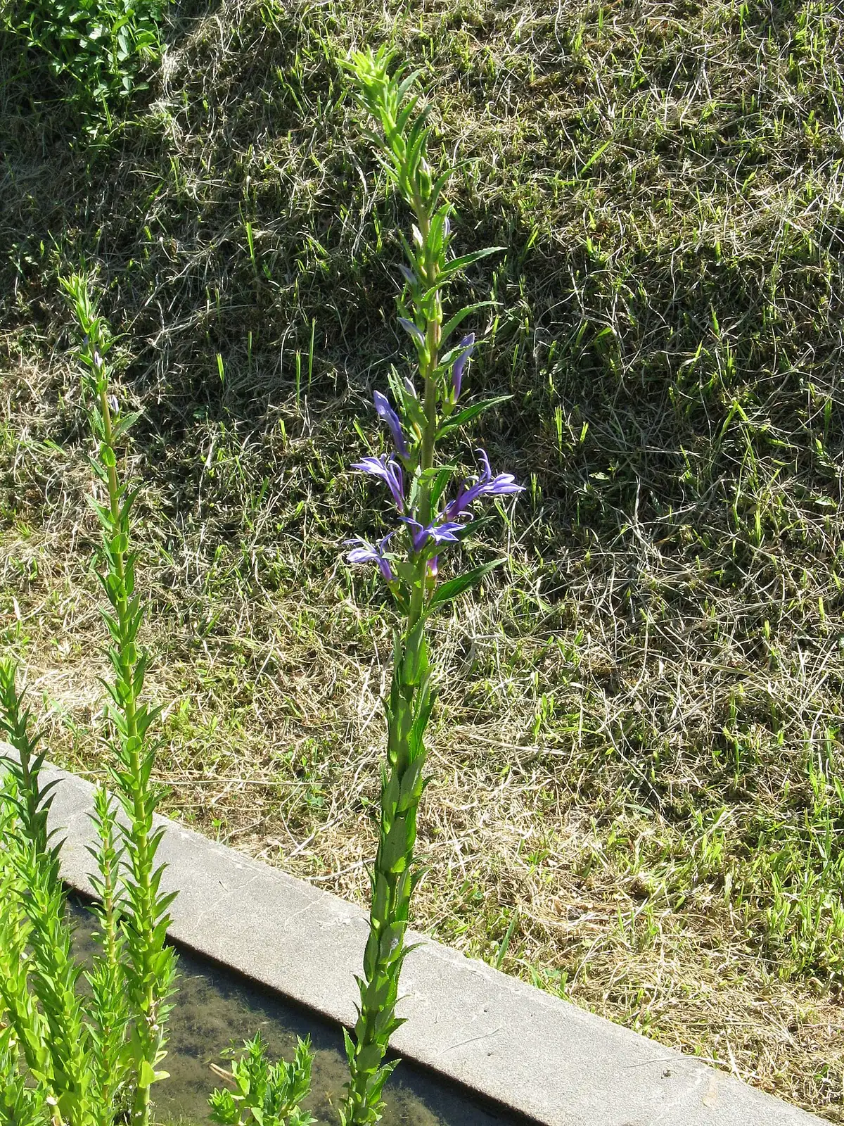 山梗菜 (Lobelia sessilifolia) — 环境展示