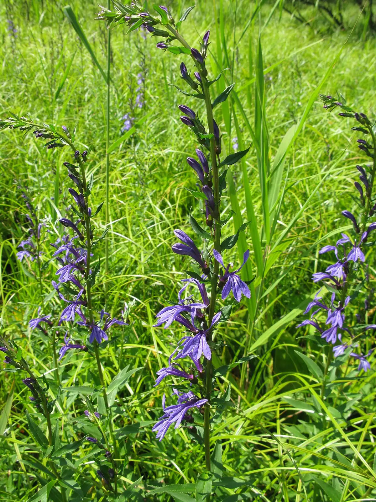 山梗菜 (Lobelia sessilifolia) — 更多视角