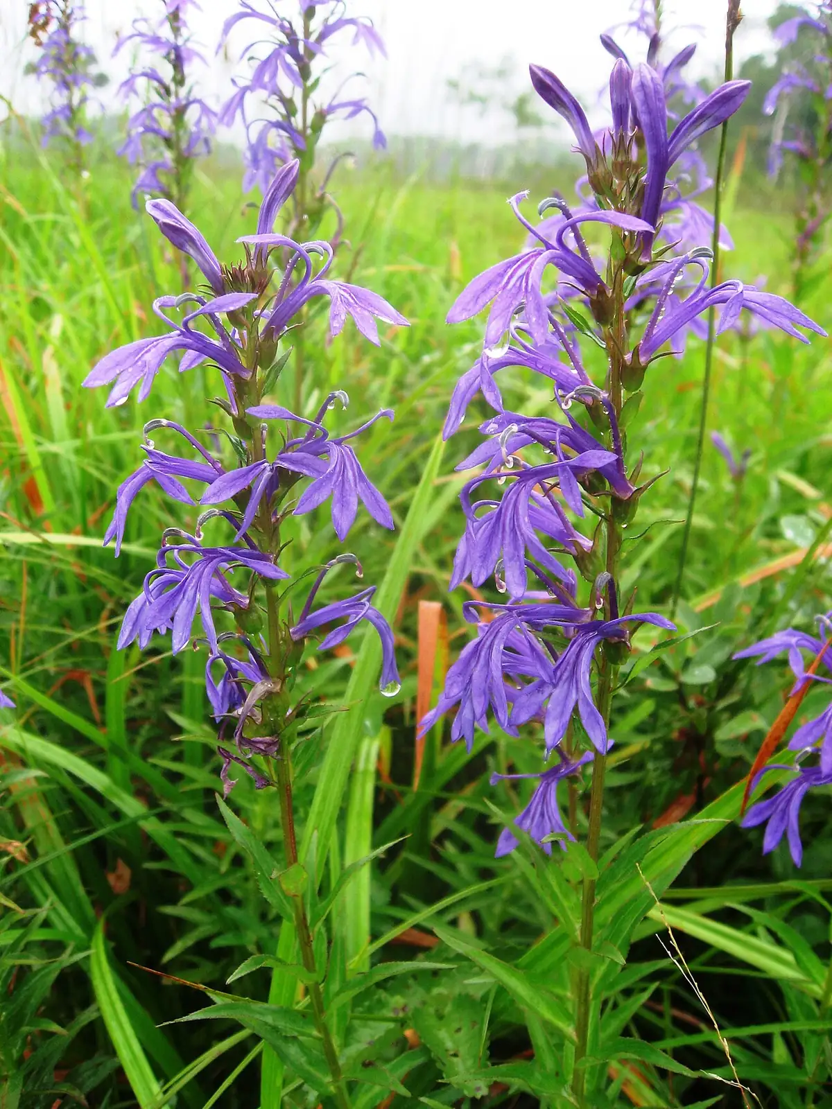 山梗菜 (Lobelia sessilifolia) — 更多视角