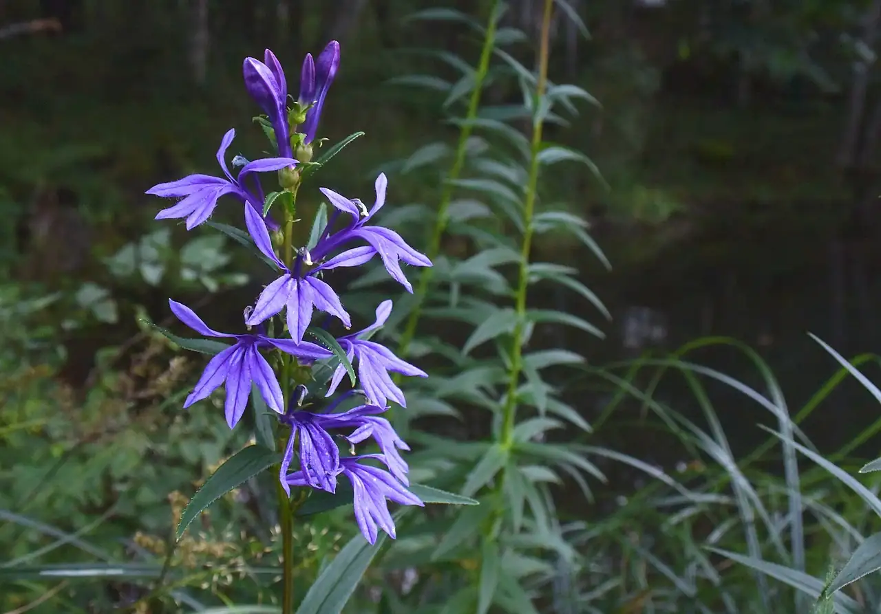 山梗菜 (Lobelia sessilifolia) — 更多视角