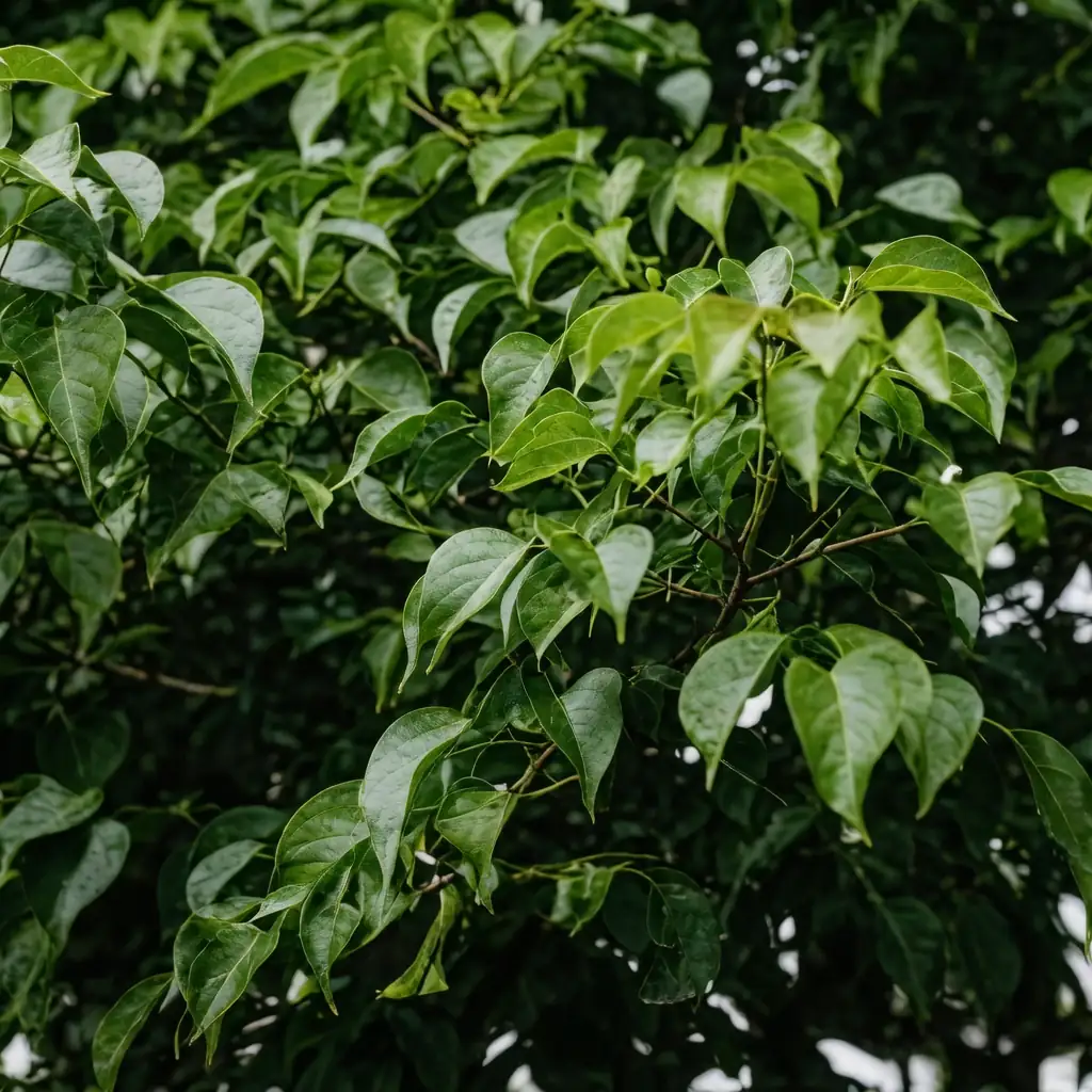 重阳木 (Bischofia polycarpa) — 主图
