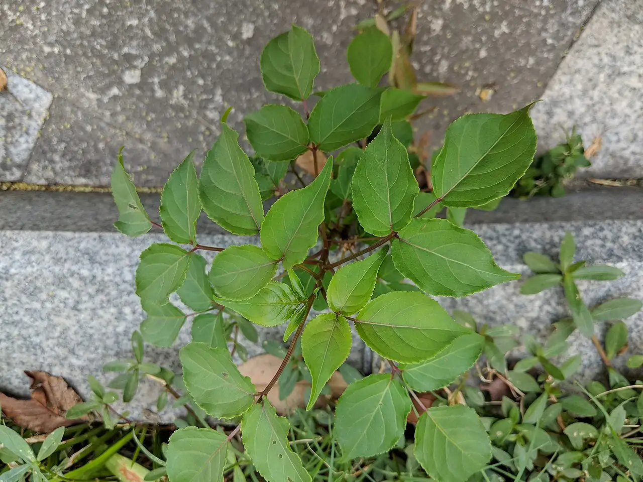 重阳木 (Bischofia polycarpa) — 更多视角