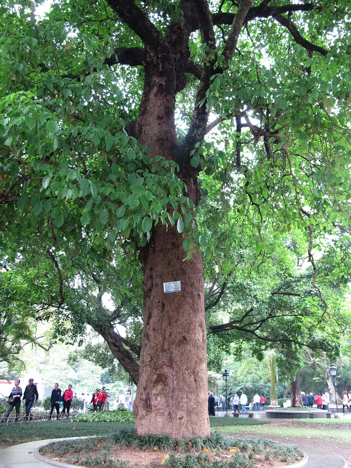 重阳木 (Bischofia polycarpa) — 更多视角