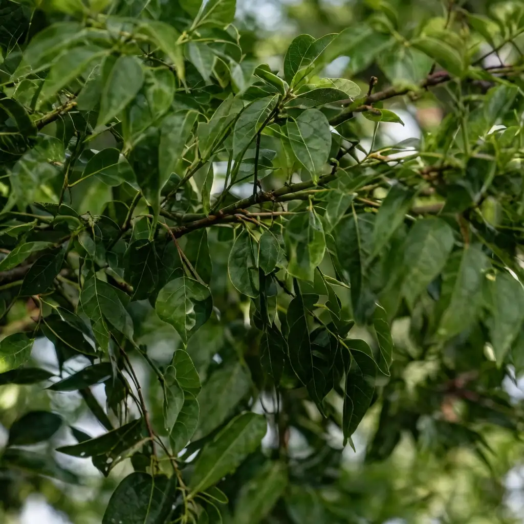复羽叶栾树 (Koelreuteria bipinnata) — 主图
