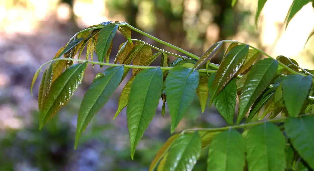 复羽叶栾树 (Koelreuteria bipinnata) — 更多视角