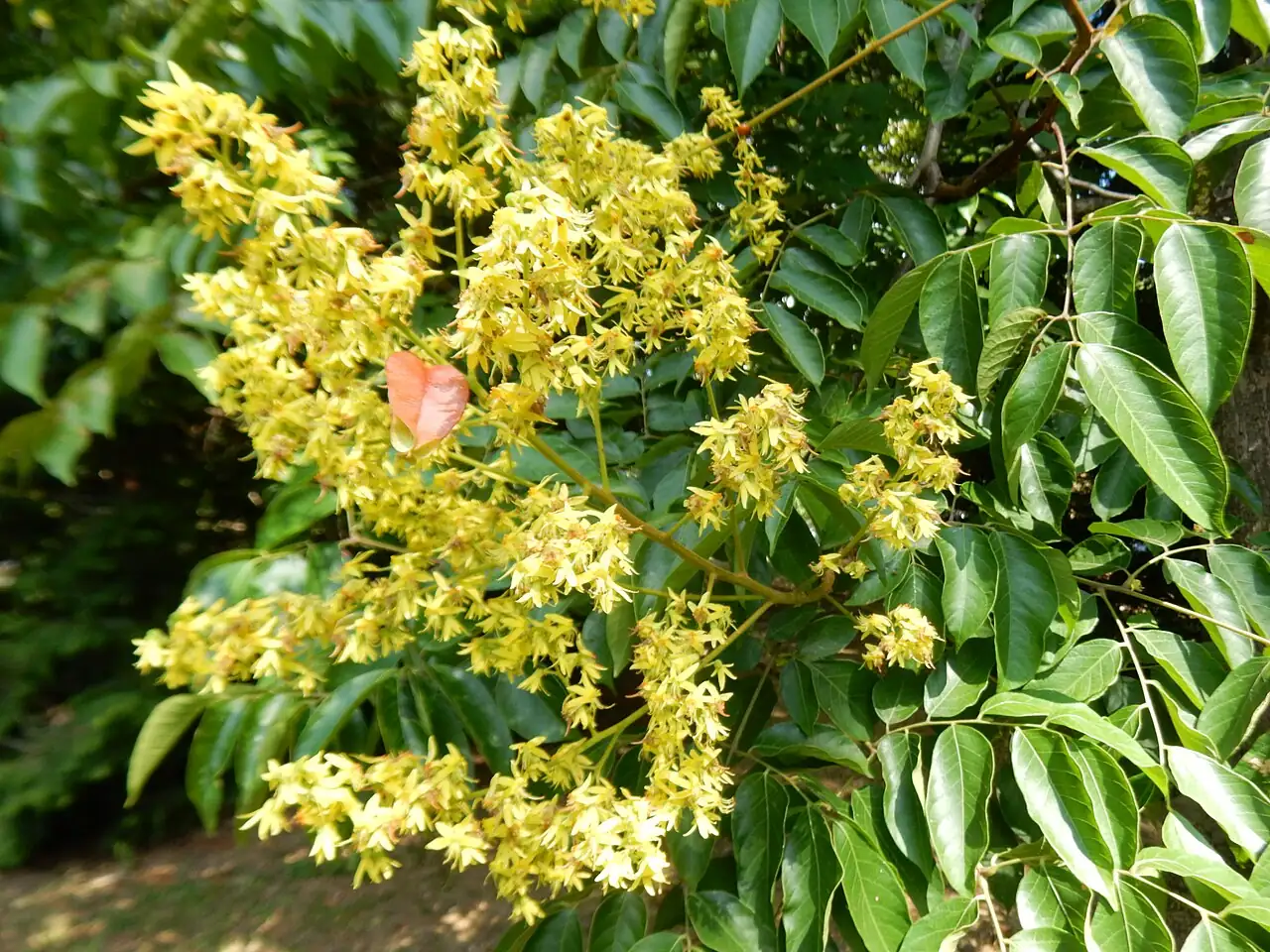 复羽叶栾树 (Koelreuteria bipinnata) — 细节