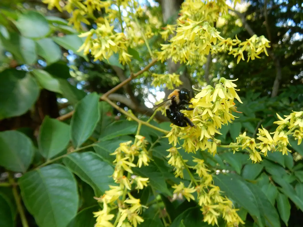 复羽叶栾树 (Koelreuteria bipinnata) — 特写
