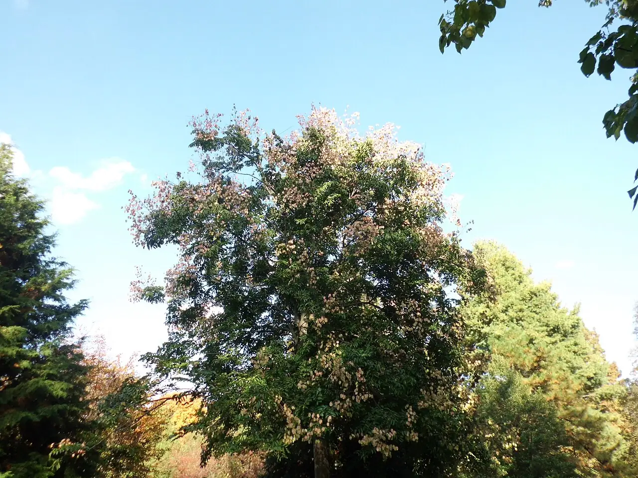 复羽叶栾树 (Koelreuteria bipinnata) — 更多视角