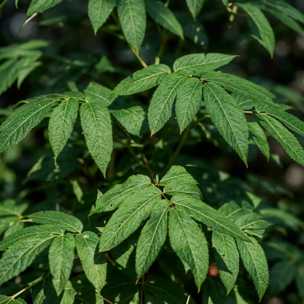 接骨草 (Sambucus chinensis) — 环境展示