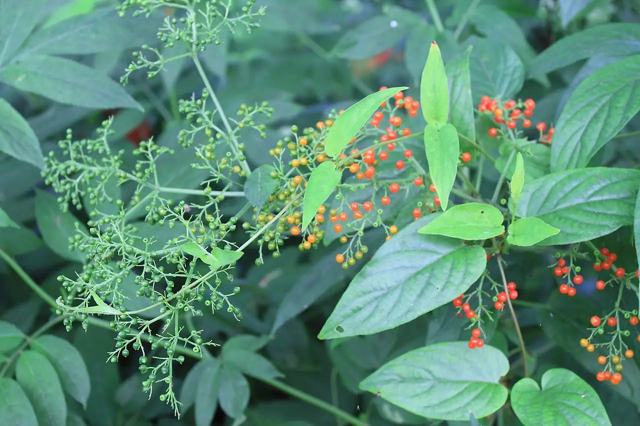 接骨草 (Sambucus chinensis) — 主图