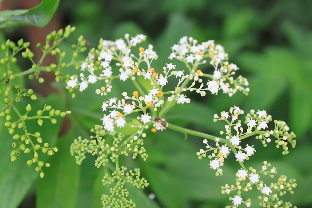 接骨草 (Sambucus chinensis) — 更多视角