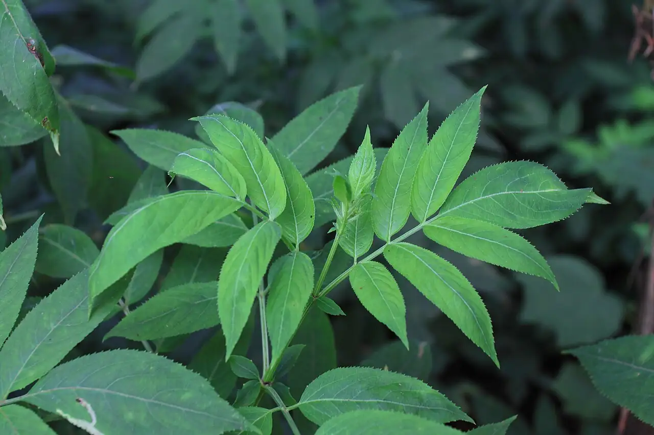 接骨草 (Sambucus chinensis) — 更多视角