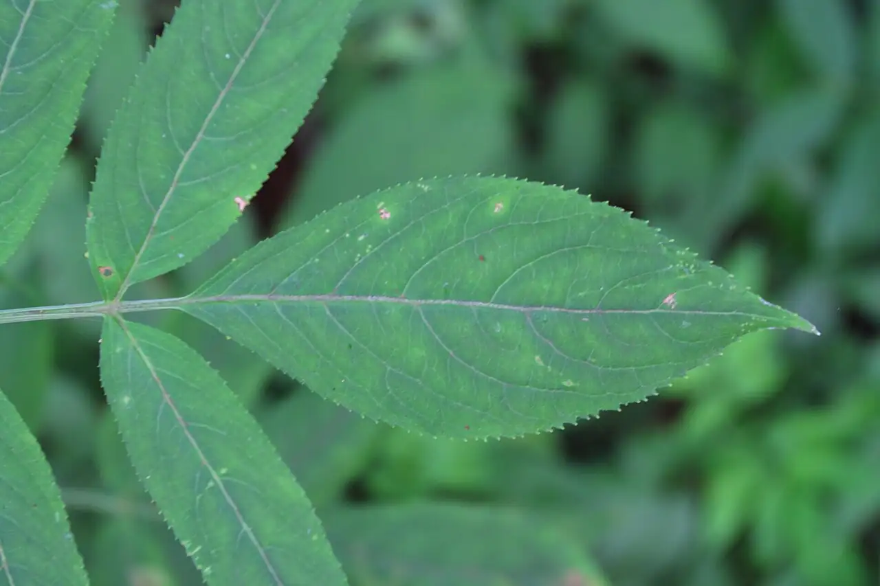 接骨草 (Sambucus chinensis) — 更多视角