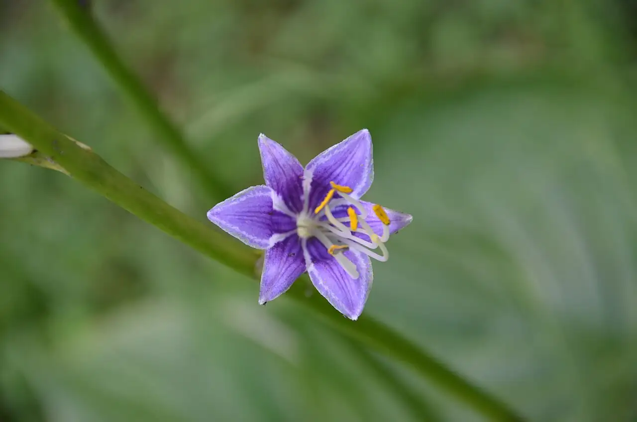 紫萼 (Hosta ventricosa) — 特写