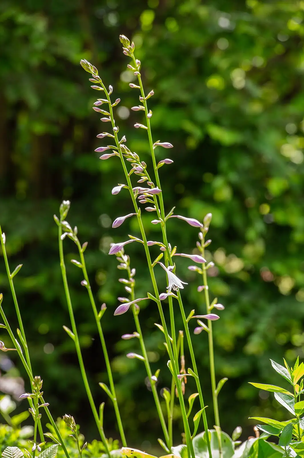 紫萼 (Hosta ventricosa) — 更多视角