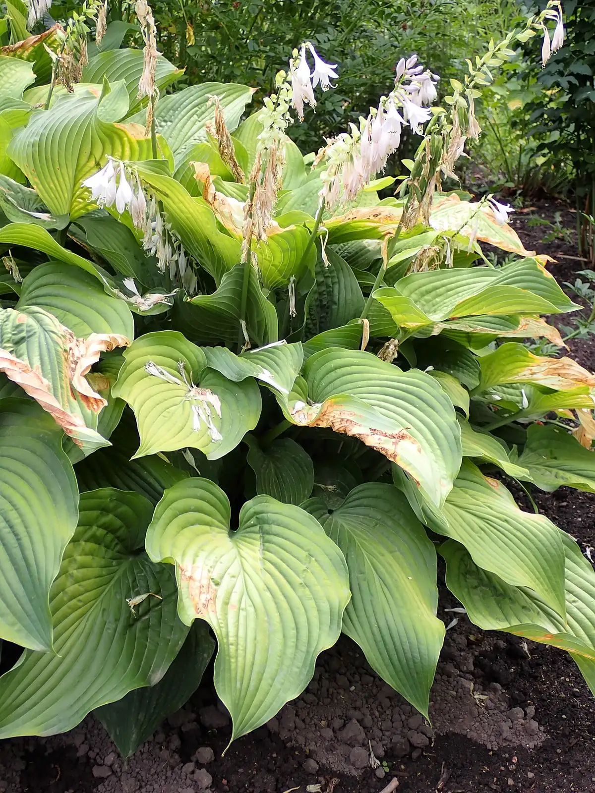 紫萼 (Hosta ventricosa) — 更多视角
