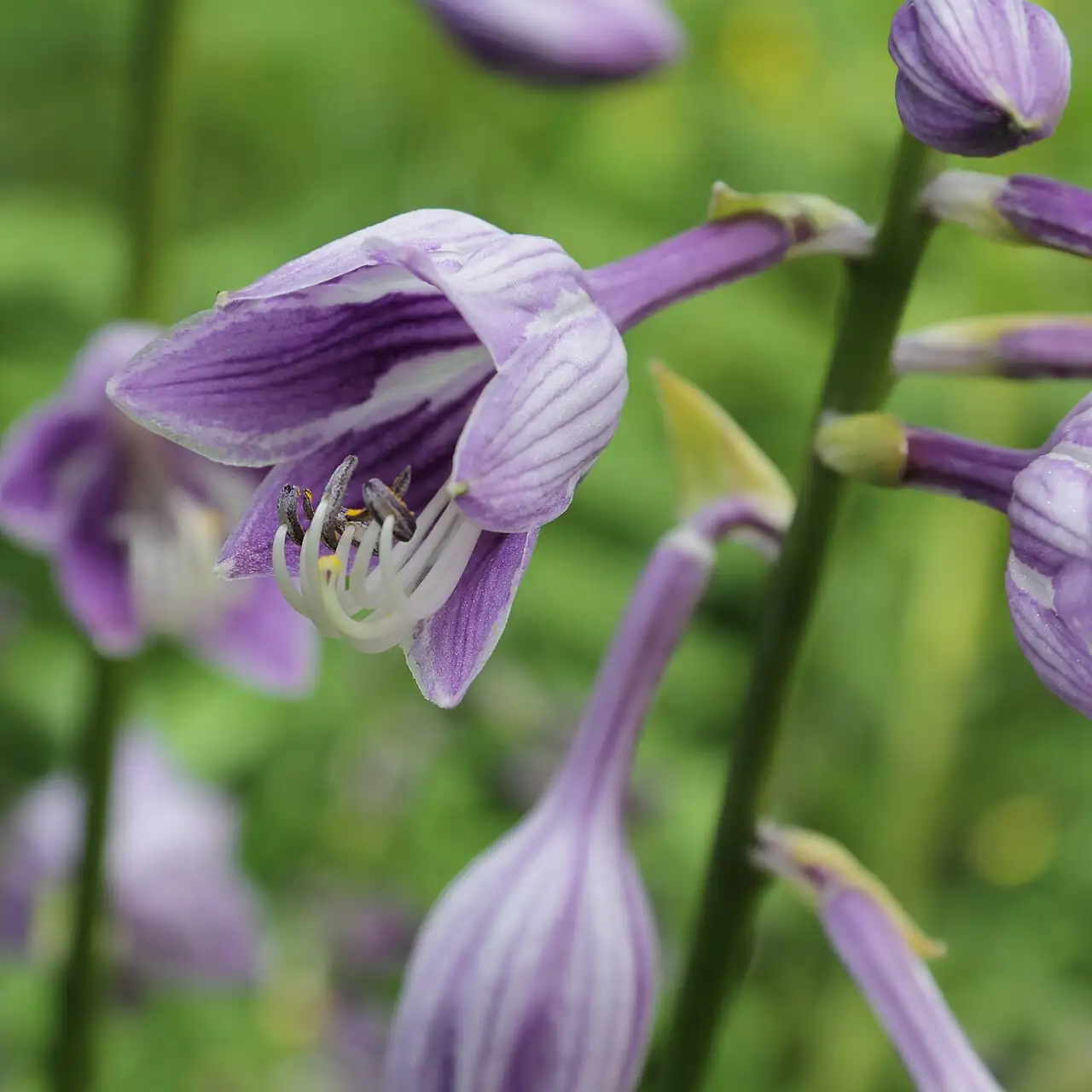 紫萼 (Hosta ventricosa) — 环境展示