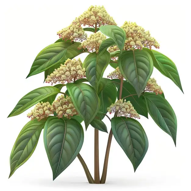 荻 (Triarrhena sacchariflora) — 环境展示