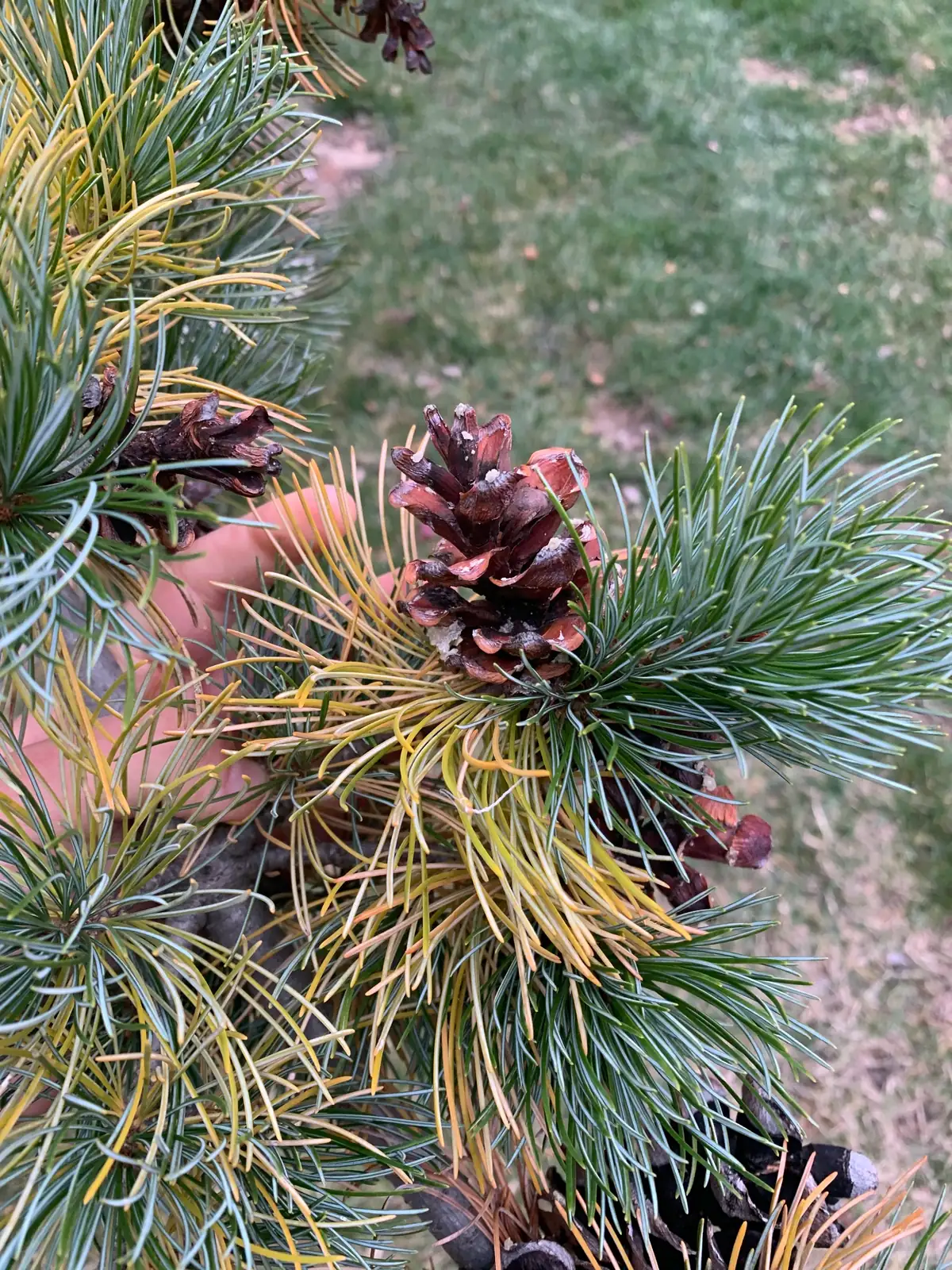 日本五针松 (Pinus parviflora) — 环境展示