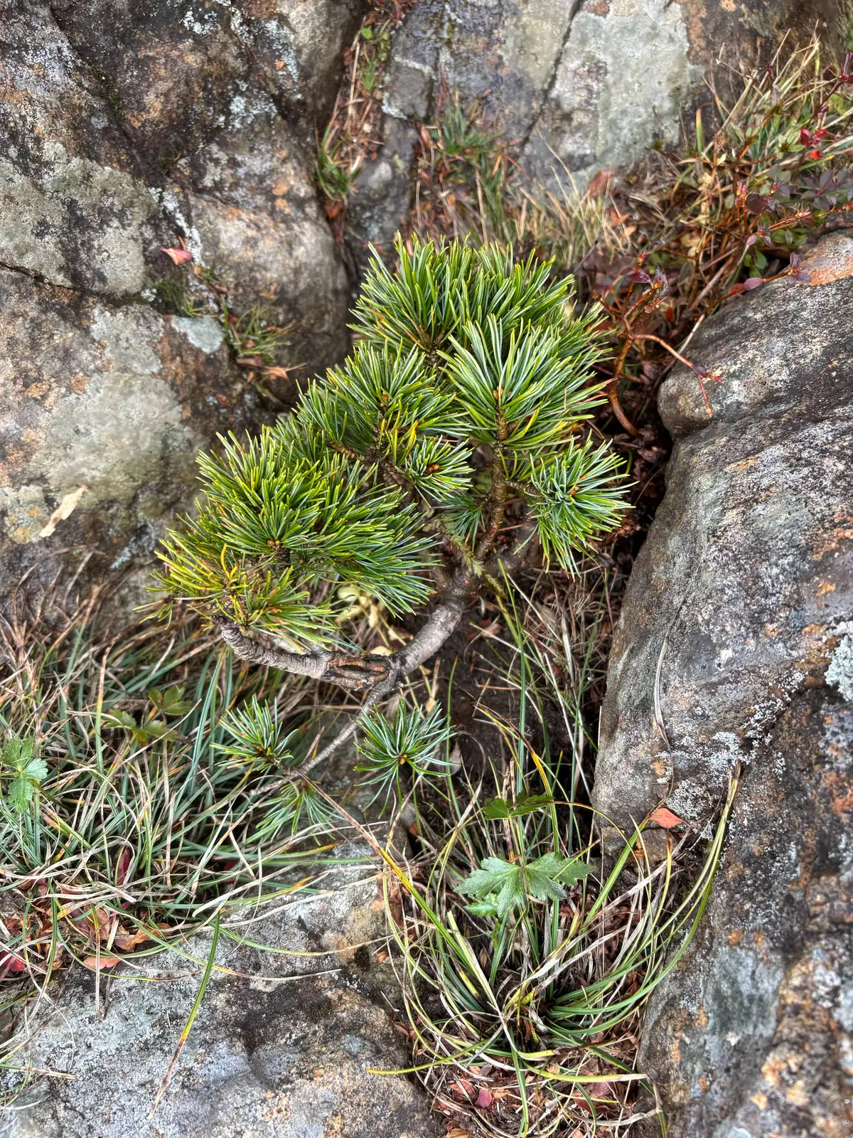 日本五针松 (Pinus parviflora) — 更多视角
