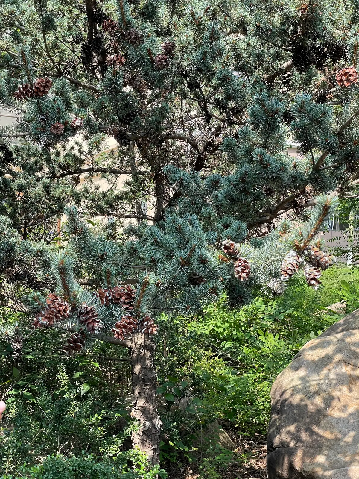 日本五针松 (Pinus parviflora) — 更多视角
