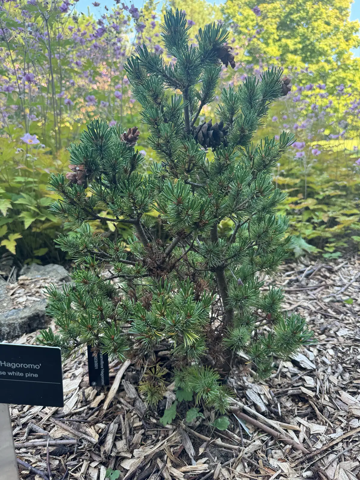 日本五针松 (Pinus parviflora) — 更多视角